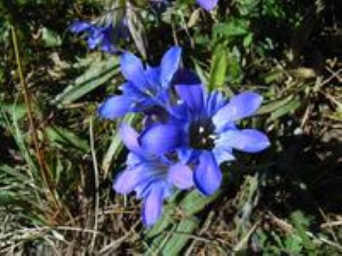 Gentian Extract 